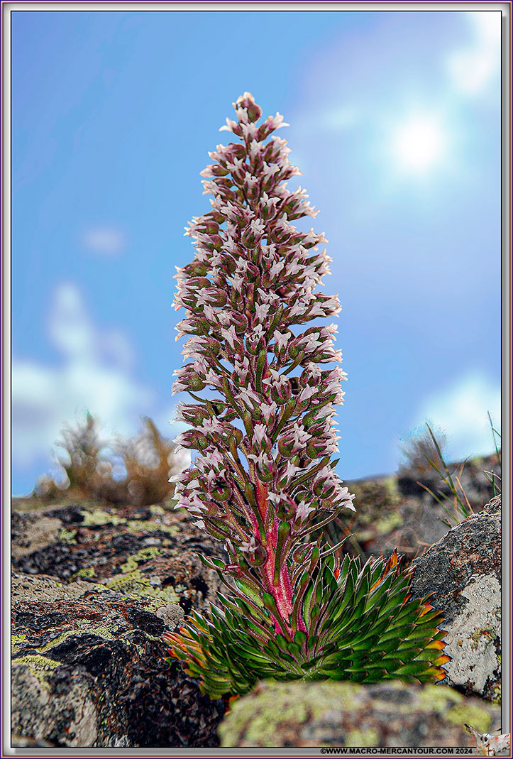 Saxifrage florulenta Moretti